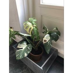 Monstera Thai Constellation ophalen vaste prijs