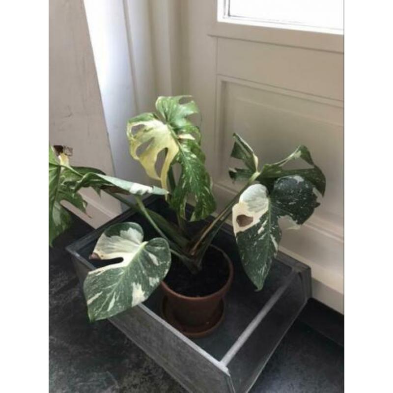 Monstera Thai Constellation ophalen vaste prijs