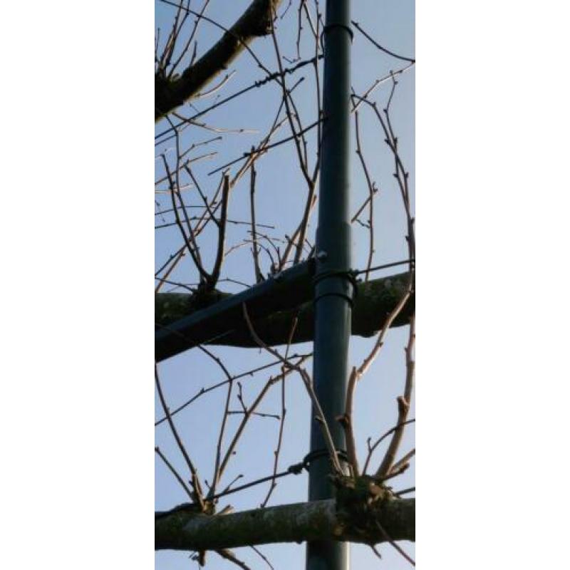 Leibomen