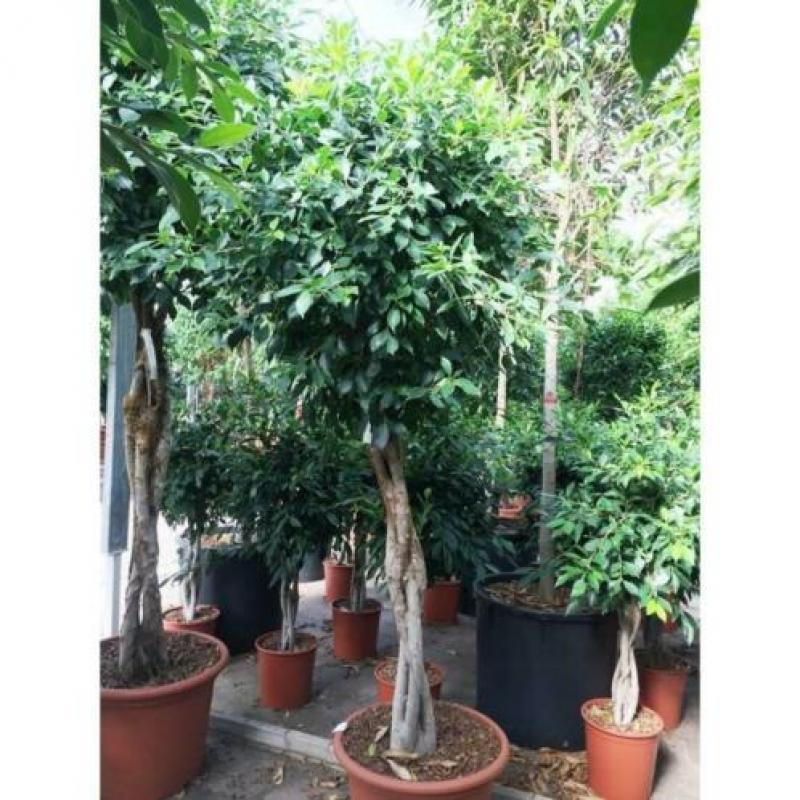 Ficus 'nitida' 490-500cm art25625