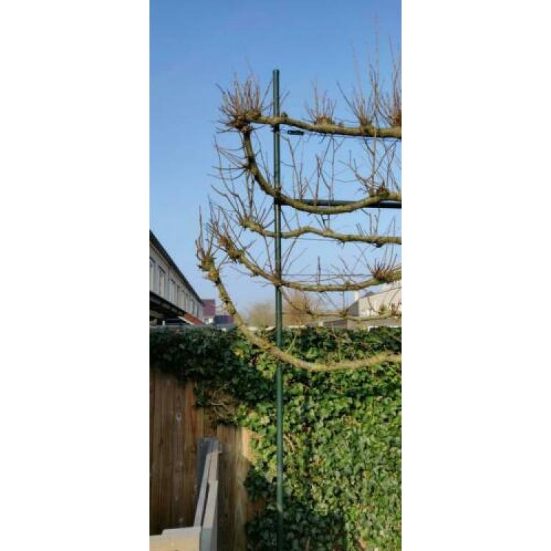 Leibomen