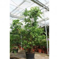 Ficus 'nitida' 490-500cm art25625