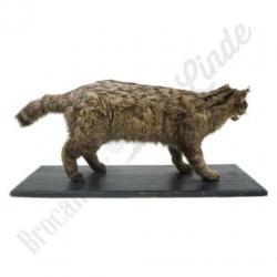 Unieke oude vintage Opgezette kat