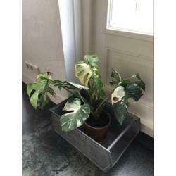 Monstera Thai Constellation ophalen vaste prijs