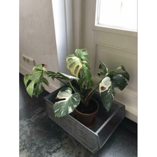 Monstera Thai Constellation ophalen vaste prijs