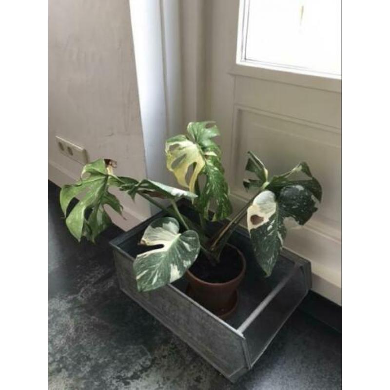 Monstera Thai Constellation ophalen vaste prijs