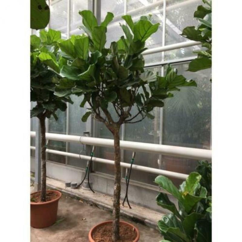 Ficus Lyrata - Vioolplant 290-300cm art44368