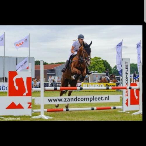 Lieve spring/fok merrie te koop