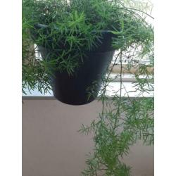 Mooie aspergus plant pot.