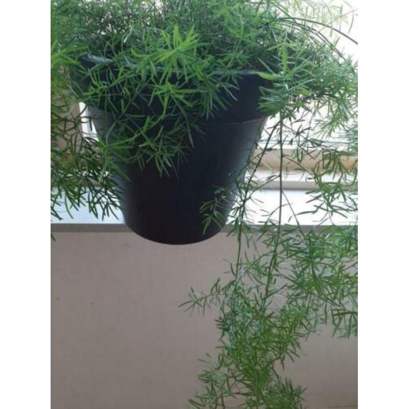 Mooie aspergus plant pot.