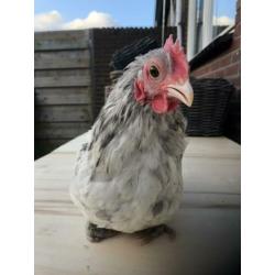 Haan 13 weken australorp kriel haan
