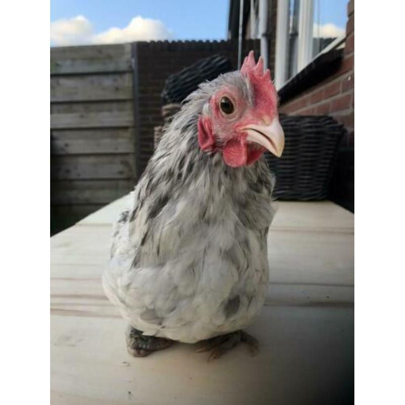 Haan 13 weken australorp kriel haan