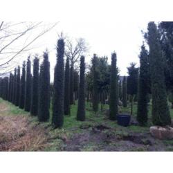 Taxus en Prunus lusitanica zuilen EXCLUSIVE PLANTEN