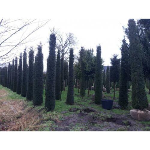 Taxus en Prunus lusitanica zuilen EXCLUSIVE PLANTEN