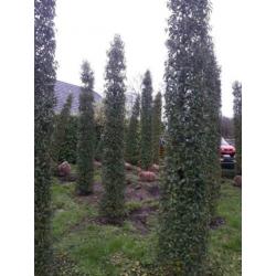 Taxus en Prunus lusitanica zuilen EXCLUSIVE PLANTEN
