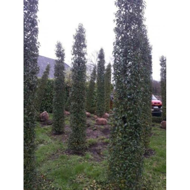 Taxus en Prunus lusitanica zuilen EXCLUSIVE PLANTEN