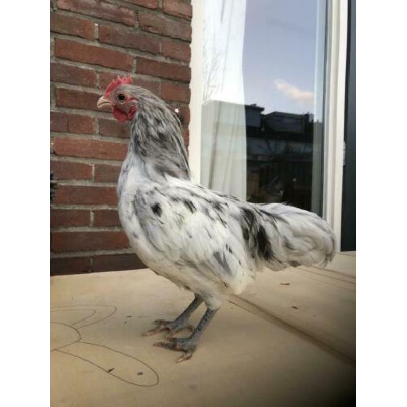Haan 13 weken australorp kriel haan