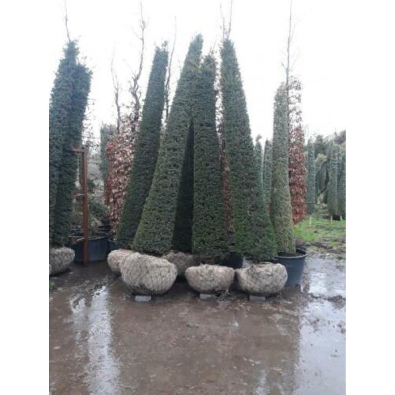 Taxus en Prunus lusitanica zuilen EXCLUSIVE PLANTEN