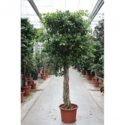 Ficus 'nitida' 490-500cm art25625