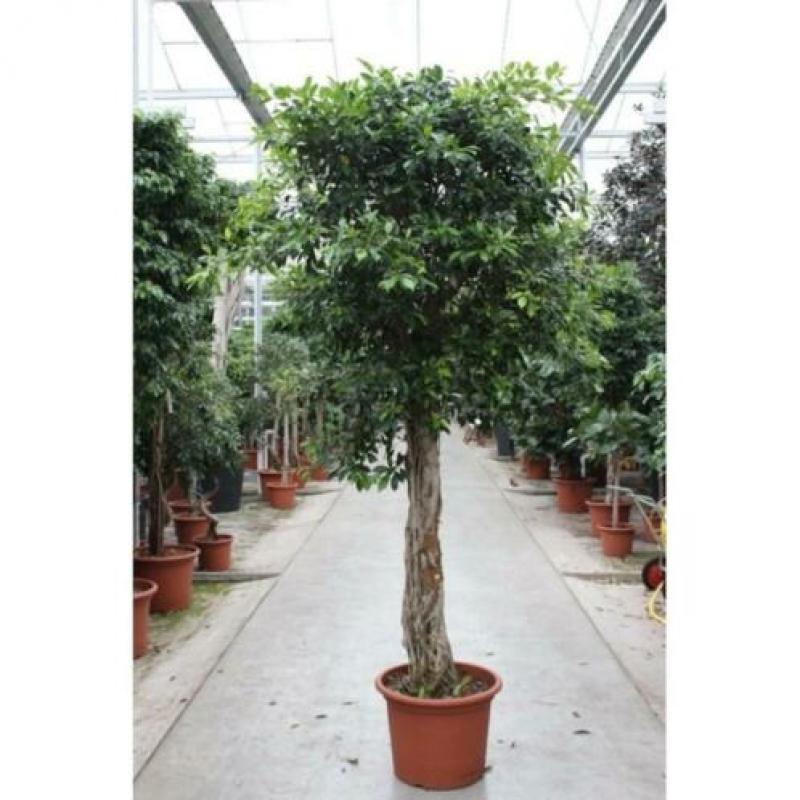 Ficus 'nitida' 490-500cm art25625