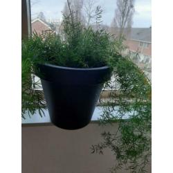 Mooie aspergus plant pot.