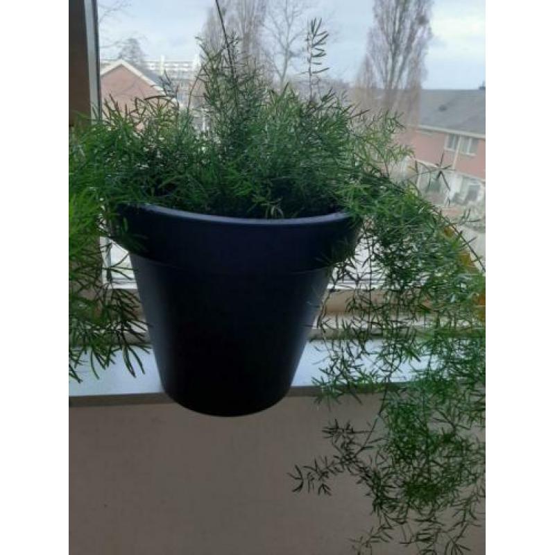 Mooie aspergus plant pot.