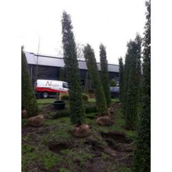 Taxus en Prunus lusitanica zuilen EXCLUSIVE PLANTEN