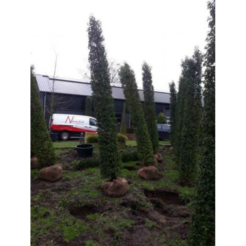 Taxus en Prunus lusitanica zuilen EXCLUSIVE PLANTEN
