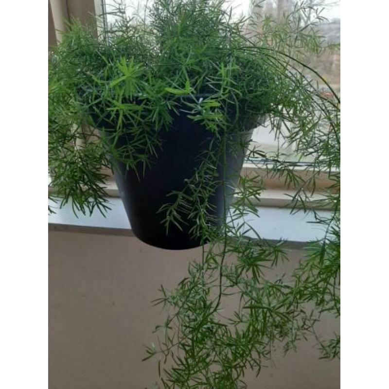 Mooie aspergus plant pot.