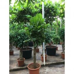 Ficus Lyrata - Vioolplant 290-300cm art44368