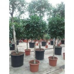 Ficus 'nitida' 490-500cm art25625