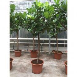 Ficus Lyrata - Vioolplant 290-300cm art44368