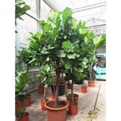 Ficus Lyrata - Vioolplant 290-300cm art44368