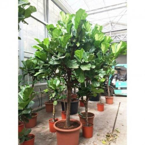 Ficus Lyrata - Vioolplant 290-300cm art44368