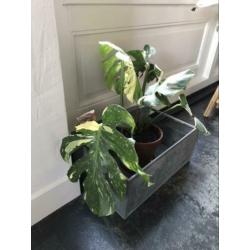 Monstera Thai Constellation ophalen vaste prijs
