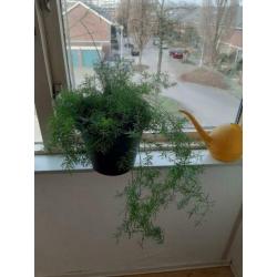 Mooie aspergus plant pot.