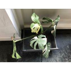 Monstera Thai Constellation ophalen vaste prijs