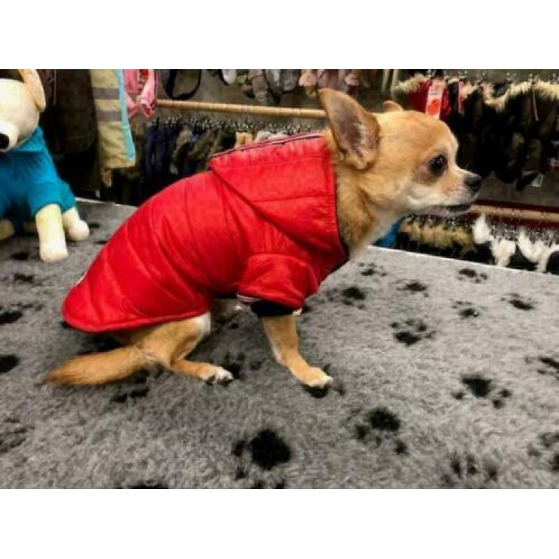 Hondenkleding, chihuahua, rode winterjas met capuchon