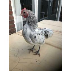 Haan 13 weken australorp kriel haan