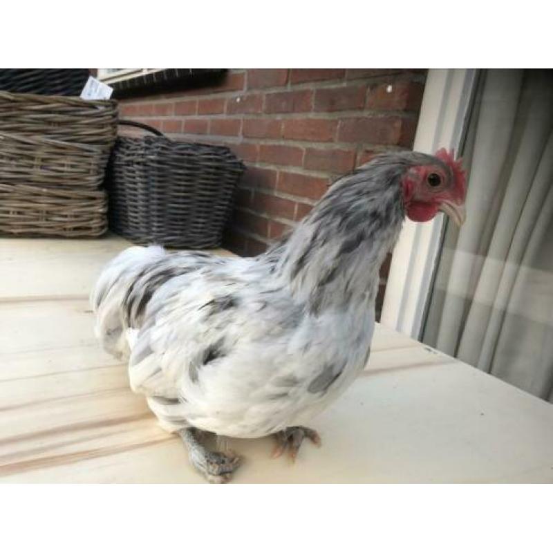 Haan 13 weken australorp kriel haan