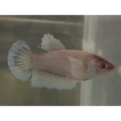 Betta Splendens ?? HM Big ear ???? vrouwen