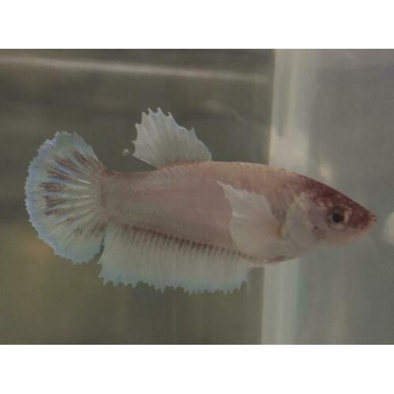 Betta Splendens ?? HM Big ear ???? vrouwen