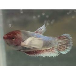 Betta Splendens ?? HM Big ear ???? vrouwen