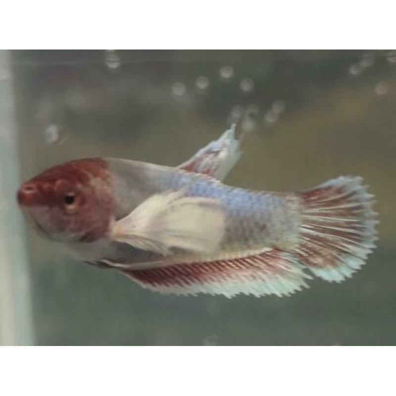 Betta Splendens ?? HM Big ear ???? vrouwen
