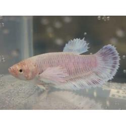 Betta Splendens ?? HM Big ear ???? vrouwen