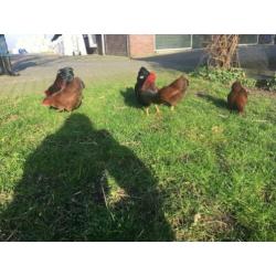 Broedeieren wyandotte kriel meerzomig rood patrijs en wit.