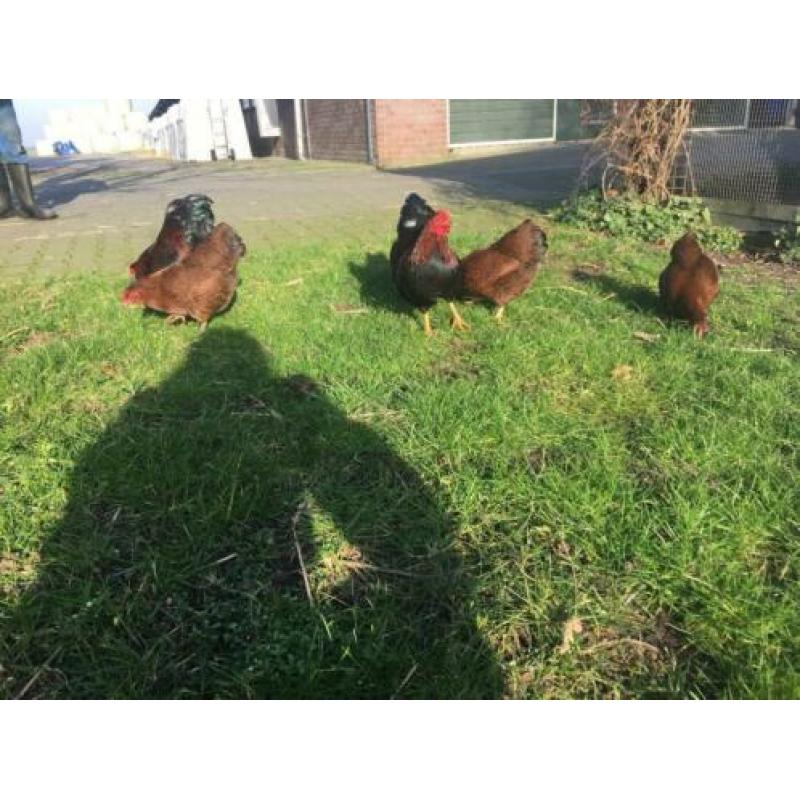 Broedeieren wyandotte kriel meerzomig rood patrijs en wit.
