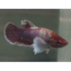 Betta Splendens ?? HM Big ear ???? vrouwen