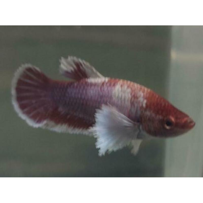 Betta Splendens ?? HM Big ear ???? vrouwen