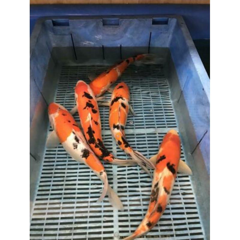 Koi kohaku sanke showa 25-40 cm 2 stuks 100 euro Japan koi